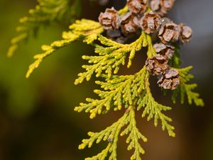 Preview wallpaper thuja, leaves, cones, needles, green, macro