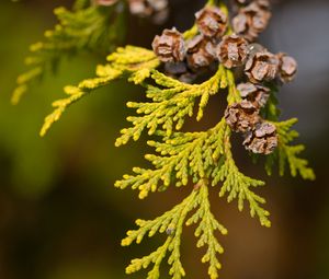 Preview wallpaper thuja, leaves, cones, needles, green, macro