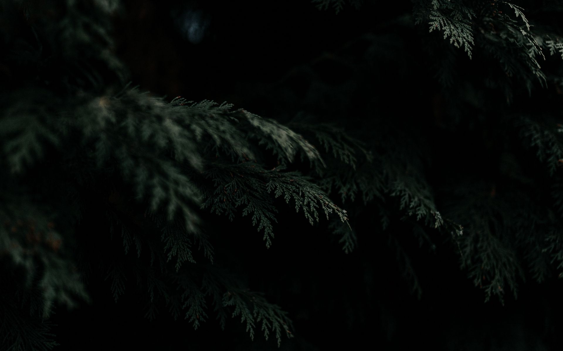 Download wallpaper 1920x1200 thuja, needles, branches, tree, dark