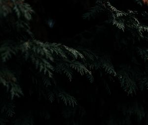 Preview wallpaper thuja, needles, branches, tree, dark