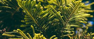 Preview wallpaper thuja, needles, branches, plant