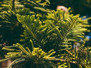 Preview wallpaper thuja, needles, branches, plant