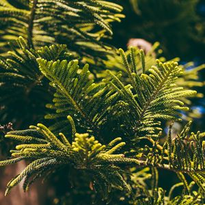 Preview wallpaper thuja, needles, branches, plant