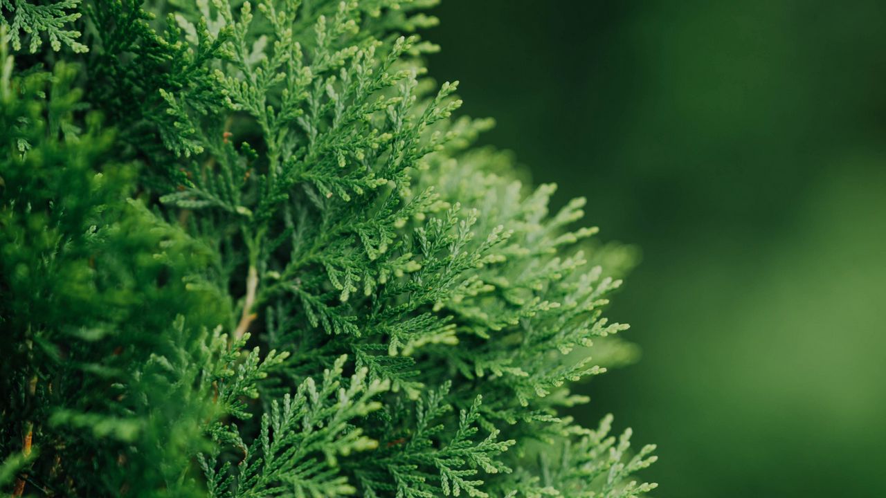 Wallpaper thuja, plant, needles, green