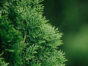 Preview wallpaper thuja, plant, needles, green