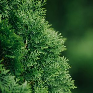 Preview wallpaper thuja, plant, needles, green