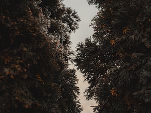 Preview wallpaper thuja, trees, needles, plant, evergreen