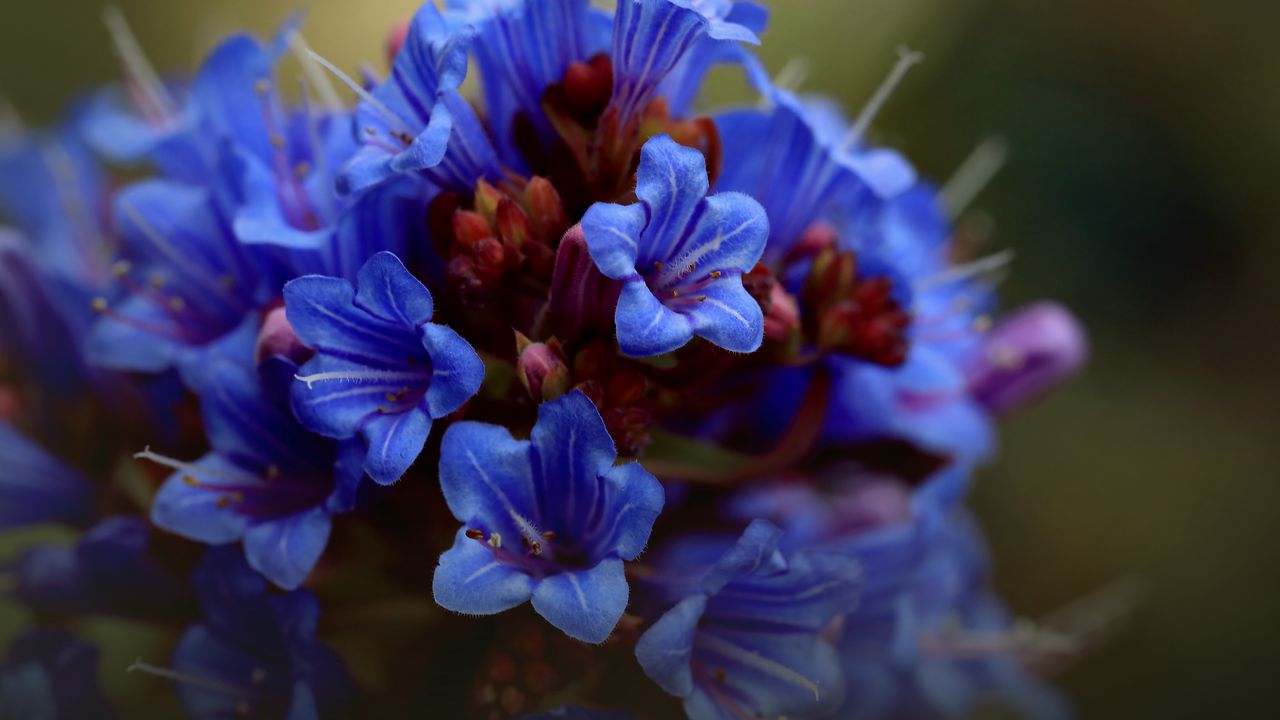 Wallpaper thunbergia, flowers, petals, inflorescence, blue