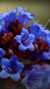 Preview wallpaper thunbergia, flowers, petals, inflorescence, blue