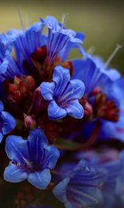 Preview wallpaper thunbergia, flowers, petals, inflorescence, blue