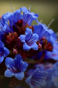 Preview wallpaper thunbergia, flowers, petals, inflorescence, blue