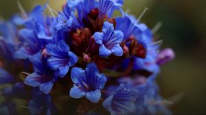 Preview wallpaper thunbergia, flowers, petals, inflorescence, blue