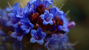 Preview wallpaper thunbergia, flowers, petals, inflorescence, blue