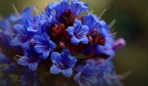 Preview wallpaper thunbergia, flowers, petals, inflorescence, blue