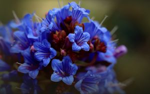 Preview wallpaper thunbergia, flowers, petals, inflorescence, blue