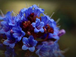 Preview wallpaper thunbergia, flowers, petals, inflorescence, blue