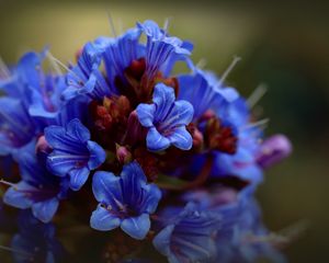 Preview wallpaper thunbergia, flowers, petals, inflorescence, blue