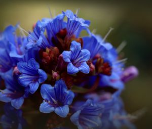 Preview wallpaper thunbergia, flowers, petals, inflorescence, blue