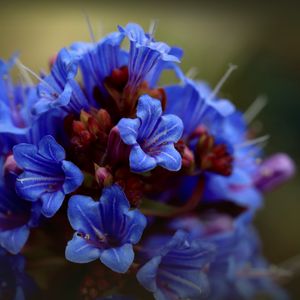 Preview wallpaper thunbergia, flowers, petals, inflorescence, blue