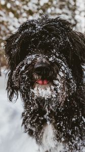 Preview wallpaper tibetan terrier, dog, black, shaggy, snow