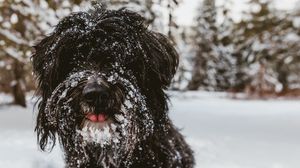 Preview wallpaper tibetan terrier, dog, black, shaggy, snow