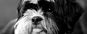 Preview wallpaper tibetan terrier, dog, protruding tongue, bw