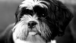 Preview wallpaper tibetan terrier, dog, protruding tongue, bw