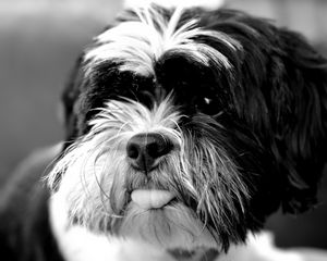 Preview wallpaper tibetan terrier, dog, protruding tongue, bw