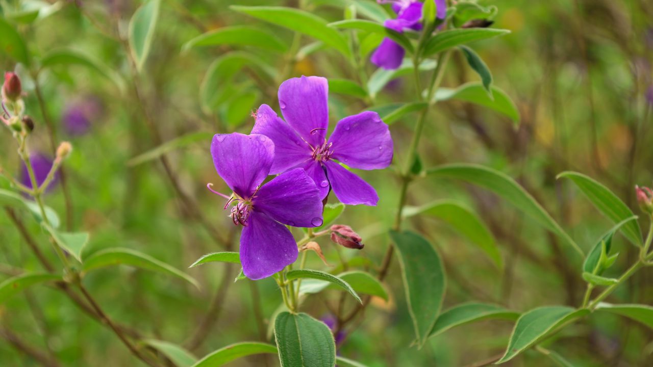 Wallpaper tibouchina urvilleana, flowers, petals, purple