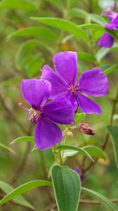 Preview wallpaper tibouchina urvilleana, flowers, petals, purple