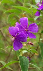 Preview wallpaper tibouchina urvilleana, flowers, petals, purple