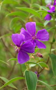 Preview wallpaper tibouchina urvilleana, flowers, petals, purple