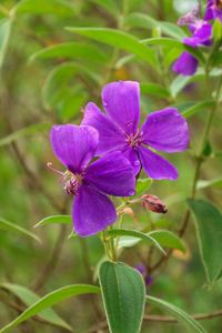 Preview wallpaper tibouchina urvilleana, flowers, petals, purple