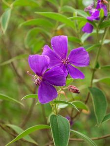 Preview wallpaper tibouchina urvilleana, flowers, petals, purple