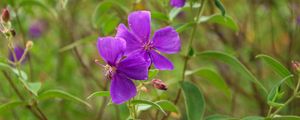 Preview wallpaper tibouchina urvilleana, flowers, petals, purple