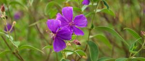 Preview wallpaper tibouchina urvilleana, flowers, petals, purple