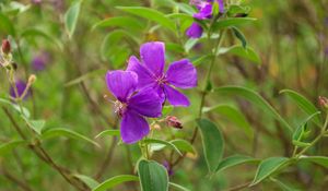 Preview wallpaper tibouchina urvilleana, flowers, petals, purple