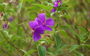 Preview wallpaper tibouchina urvilleana, flowers, petals, purple