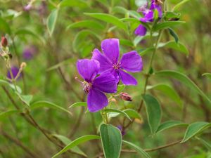 Preview wallpaper tibouchina urvilleana, flowers, petals, purple