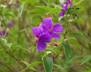 Preview wallpaper tibouchina urvilleana, flowers, petals, purple