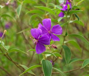 Preview wallpaper tibouchina urvilleana, flowers, petals, purple