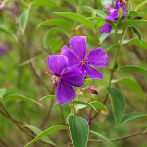 Preview wallpaper tibouchina urvilleana, flowers, petals, purple