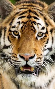 Preview wallpaper tiger, aggression, face, mouth open