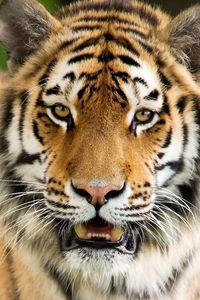 Preview wallpaper tiger, aggression, face, mouth open