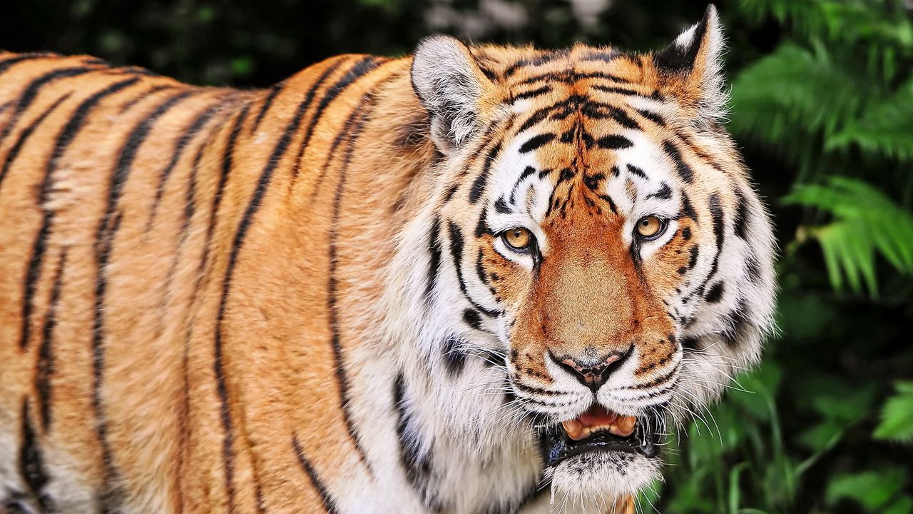 Wallpaper tiger, aggression, striped, muzzle