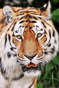 Preview wallpaper tiger, aggression, striped, muzzle