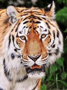 Preview wallpaper tiger, aggression, striped, muzzle