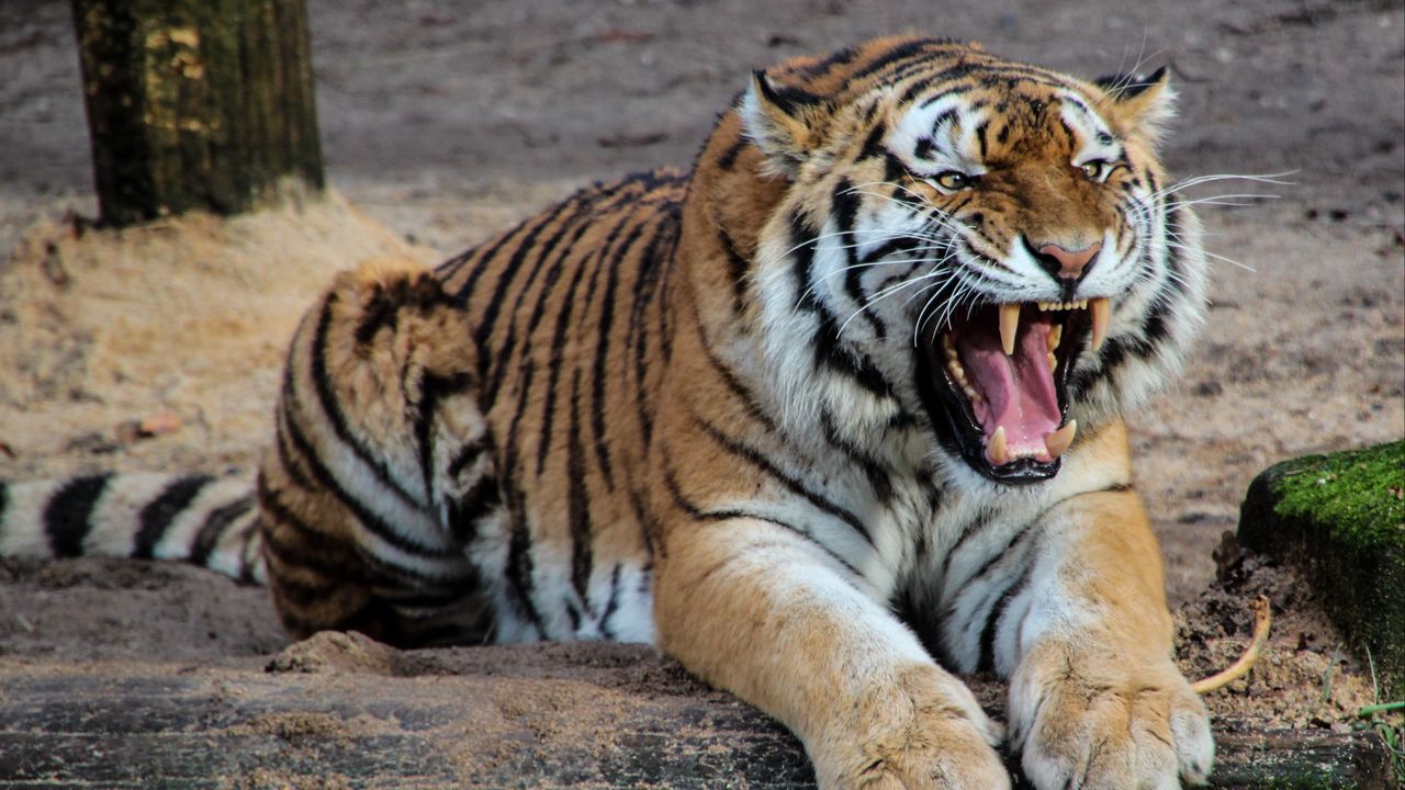 Wallpaper tiger, aggression, teeth, predator, big cat