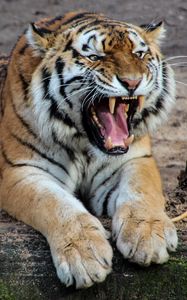 Preview wallpaper tiger, aggression, teeth, predator, big cat