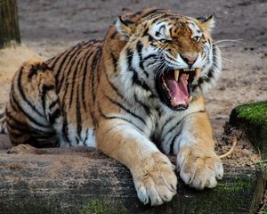 Preview wallpaper tiger, aggression, teeth, predator, big cat